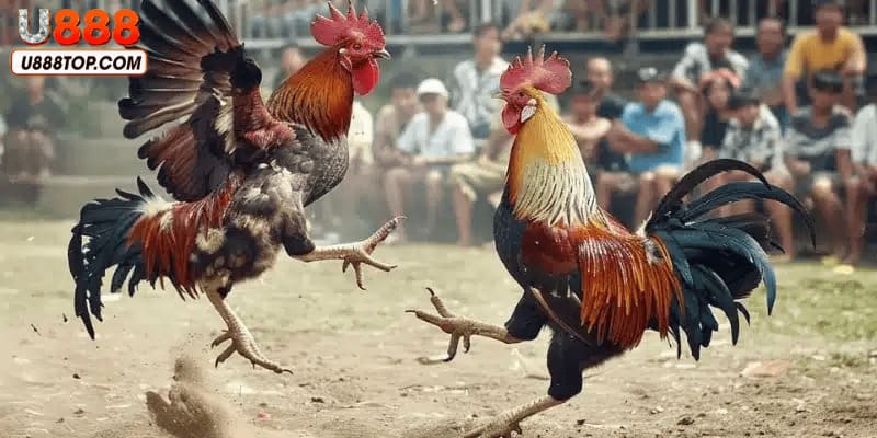 Các cửa đặt cược phổ biến trong đá gà tại nhà cái