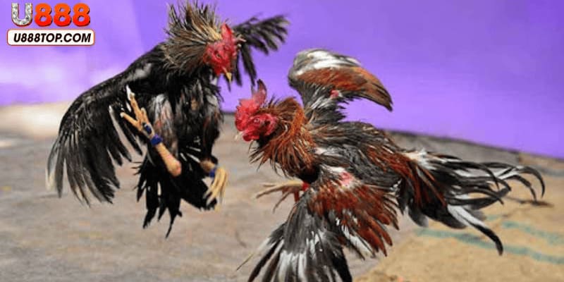 Lưu ý quan trọng trong cách chơi đá gà trực tuyến