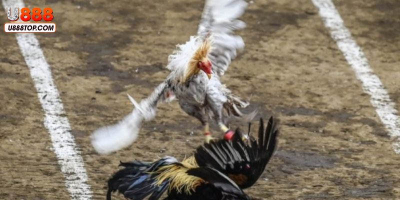 Giới thiệu đá gà cựa sắt trực tiếp