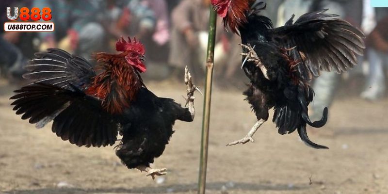 Tham gia cá cược đá gà cựa sắt trực tiếp cực kỳ hấp dẫn