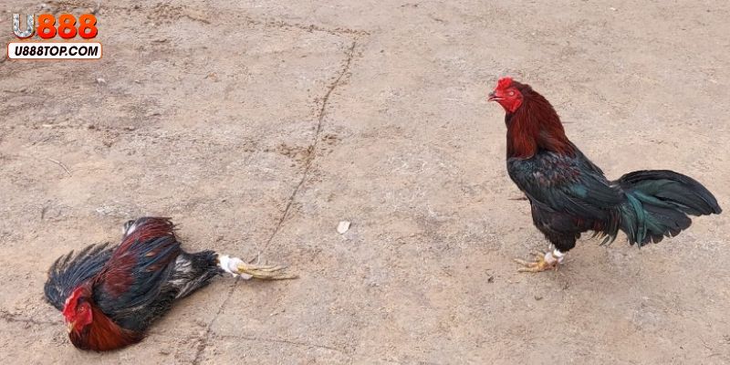 Ưu điểm vượt trội của đá gà cựa sắt