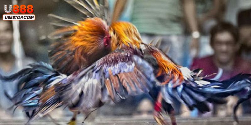 Giới thiệu đá gà trực tiếp C5 hay