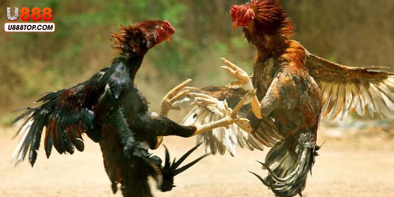 Bật mí game đá gà trực tiếp C5 tại nhà cái uy tín U888