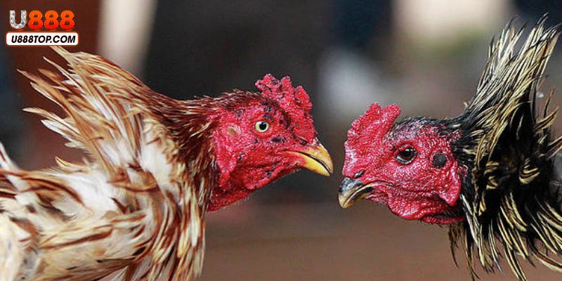 Trải nghiệm chơi đá gà hoàn toàn trực tiếp