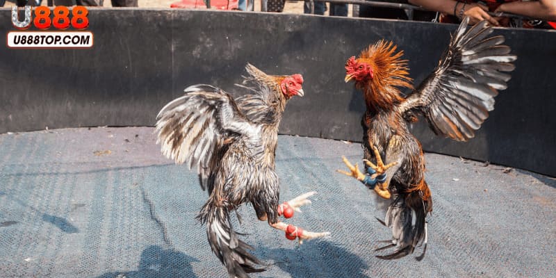 Đá gà Thomo hấp dẫn nhiều người quan tâm