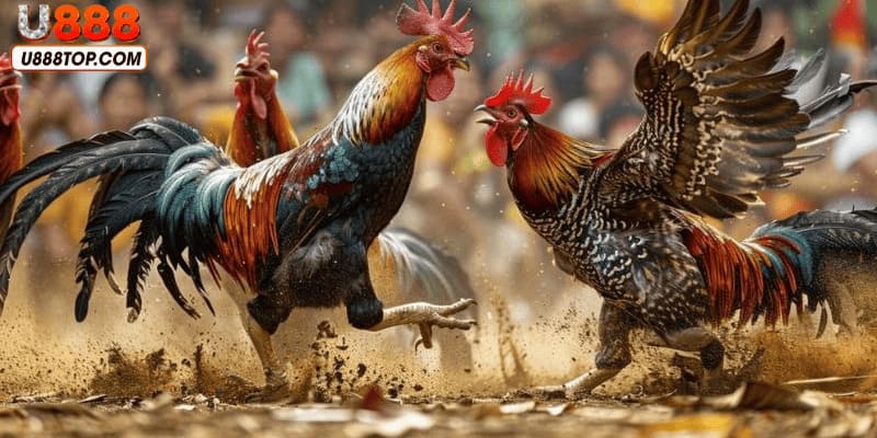 Lợi ích tuyệt vời khi tham gia đá gà trực tiếp Thomo