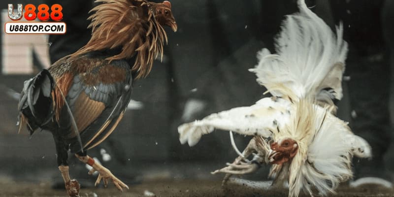 Đá gà trực tiếp Thomo cung cấp trận đấu hấp dẫn