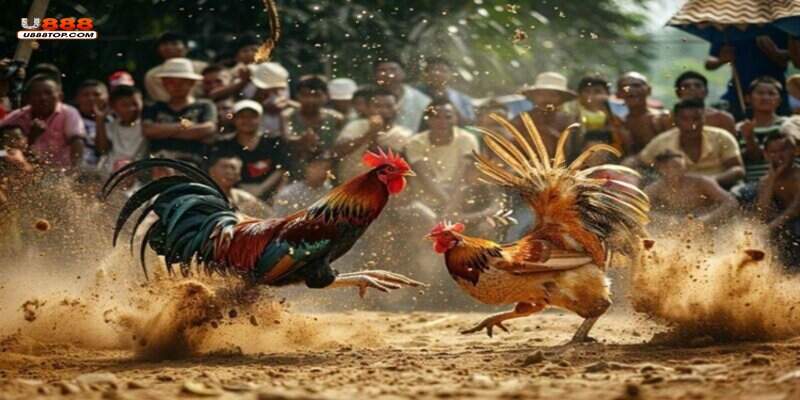 Các loại hình cá cược đá gà trực tuyến U888