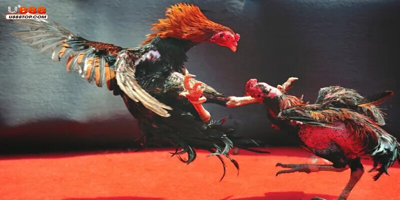 Tổng hợp các thuật ngữ phổ biến trong đá gà trực tuyến u888